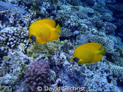 A pair of Masked Butterflyfish in the Red Sea. by David Gilchrist 